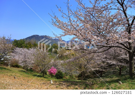 [Ehime Prefecture] Cherry blossoms bloom in spring at Hakatajima Kaizan Park (Shimanami Kaido) 126027181