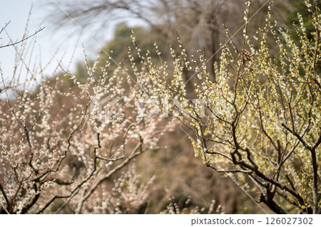 梅花盛開 126027302