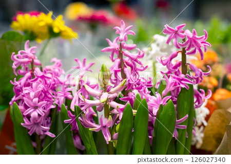 A vibrant bunch of purple flowers is flourishing in a beautiful garden 126027340