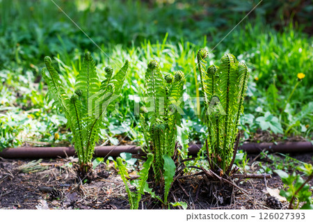 A lush bunch of vibrant ferns are growing out of the soil in a garden A lush bunch of vibrant ferns are growing out of the soil in a garden 126027393