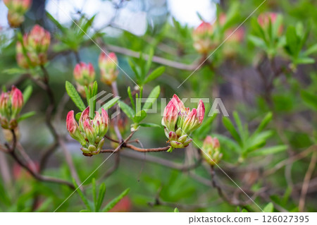 Closeup of a bush with vibrant pink flowers and green leaves 126027395