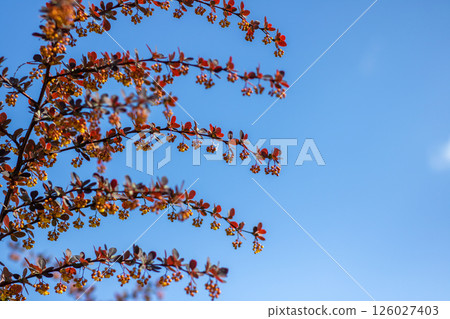 A vibrant branch with red flowers against a clear blue sky 126027403