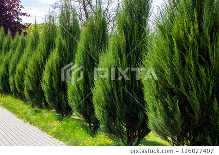 A long row of tall trees standing majestically along a sidewalk in a park A long row of tall trees standing majestically along a sidewalk in a park 126027407