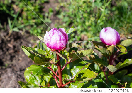 A closeup of a beautiful pink flower with green leaves around it A closeup of a beautiful pink flower with green leaves around it 126027408