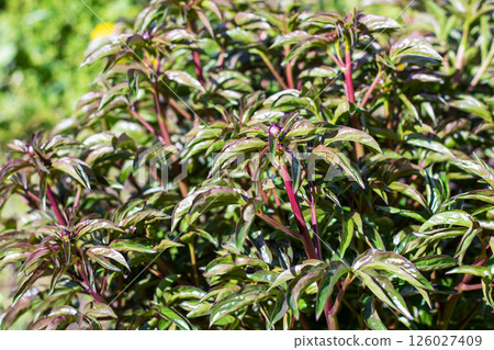 Close up of a vibrant plant with green leaves and red stems Close up of a vibrant plant with green leaves and red stems 126027409