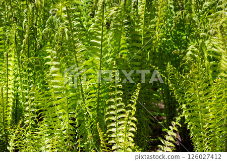 A vibrant bunch of lush green ferns is flourishing in the sunlight 126027412