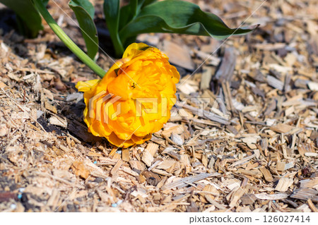 A bright yellow flower is gracefully sitting on a pile of wood chips 126027414