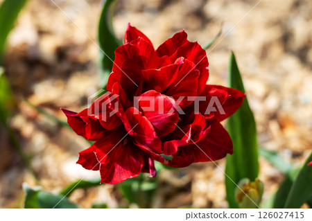 A detailed closeup of a vibrant red flower accompanied by green leaves 126027415