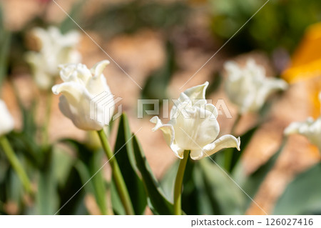 A beautiful close up of a pristine white flower found in a garden A beautiful close up of a pristine white flower found in a garden 126027416