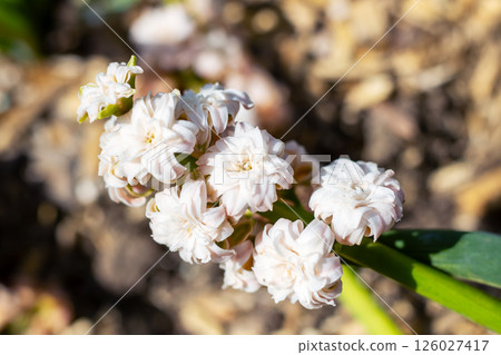 A closeup of beautiful white flowers on a thriving plant 126027417