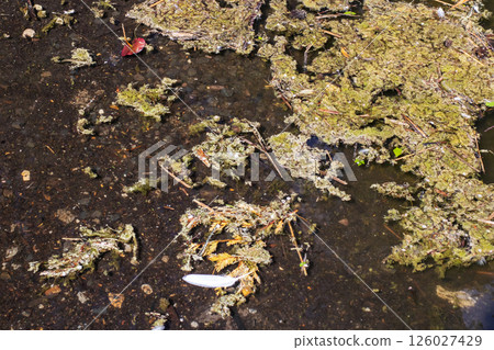 A single white feather is gently floating on the surface of a body of water 126027429