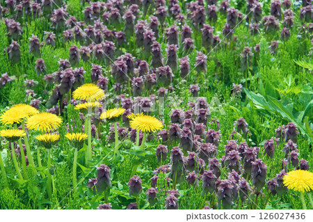 Dandelion and Dancing Grass Dandelion and Dancing Grass 126027436