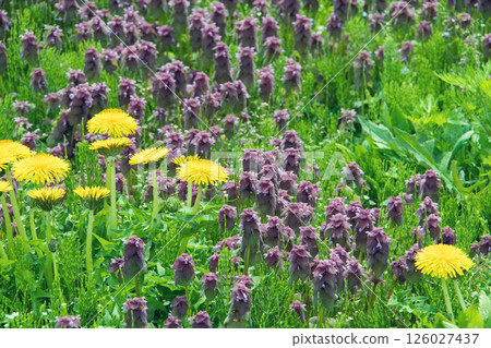 Dandelion and Dancing Grass 126027437