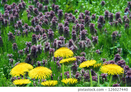 蒲公英與舞動的草 126027440