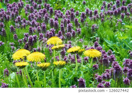 Dandelion and Dancing Grass 126027442