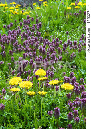 Dandelion and Dancing Grass 126027444