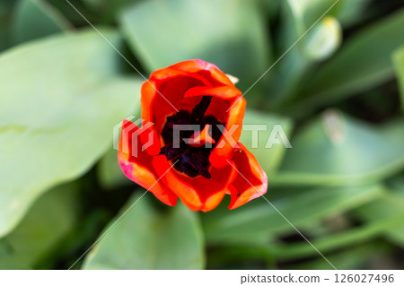 A red tulip with a black center is surrounded by green leaves A red tulip with a black center is surrounded by green leaves 126027496