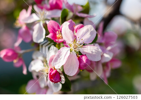 Closeup view of beautiful pink and white flowers on a branch Closeup view of beautiful pink and white flowers on a branch 126027503