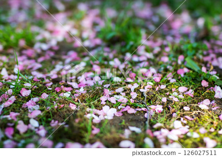 A pile of pink and white cherry blossom petals is on the ground 126027511