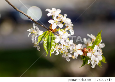 A beautiful tree branch adorned with white flowers and vibrant green leaves A beautiful tree branch adorned with white flowers and vibrant green leaves 126027512