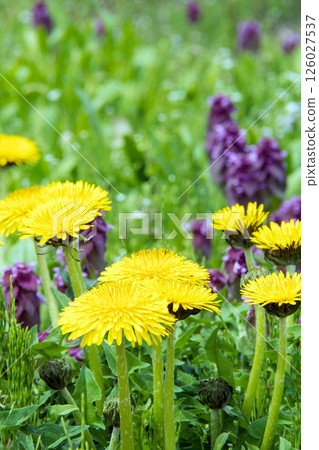 Dandelion and Dancing Grass 126027537