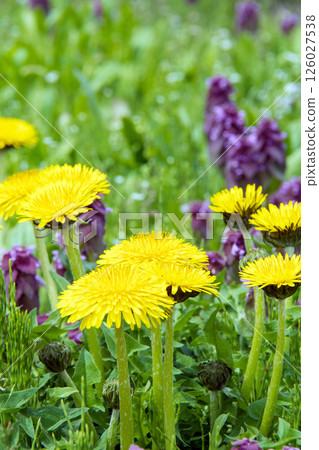 Dandelion and Dancing Grass 126027538