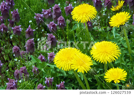 Dandelion and Dancing Grass 126027539