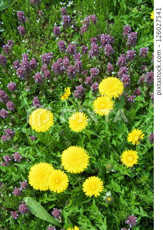Dandelion and Dancing Grass 126027541