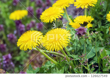Dandelion and Dancing Grass Dandelion and Dancing Grass 126027549