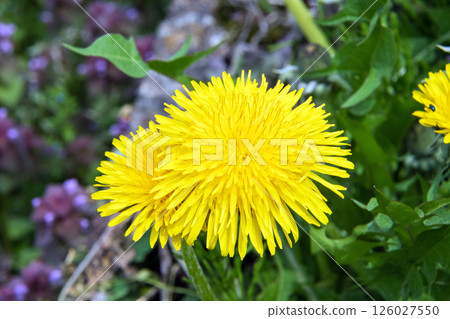 Dandelion and Dancing Grass 126027550