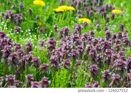 Dandelion and Dancing Grass Dandelion and Dancing Grass 126027552