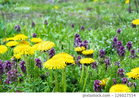Dandelion and Dancing Grass 126027554