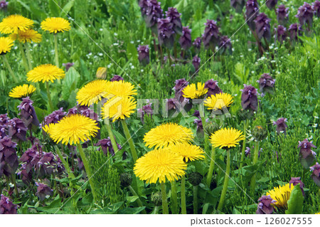 Dandelion and Dancing Grass 126027555