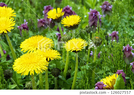 Dandelion and Dancing Grass 126027557