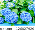 Beautiful blue hydrangeas blooming in the rainy season 126027920