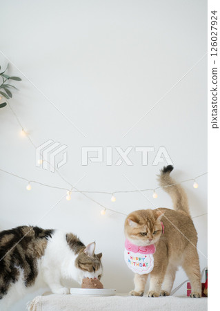 international cat day concept with two cat eat food on table with birthday party decoration background international cat day concept with two cat eat food on table with birthday party decoration background 126027924