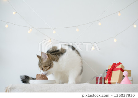 international cat day concept with scottish tabby cat eat food on table with birthday party decoration background international cat day concept with scottish tabby cat eat food on table with birthday party decoration background 126027930