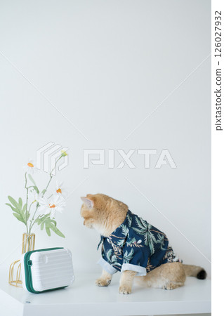 summer and new year travel concept with gold british cat wear beach shirt with white isolate background 126027932
