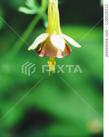 鴿的 鴿的 126028313