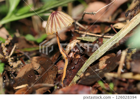 A full side view of a brown parasol-shaped mushroom with its cap open (macro strobe photography in a natural environment) A full side view of a brown parasol-shaped mushroom with its cap open (macro strobe photography in a natural environment) 126028394