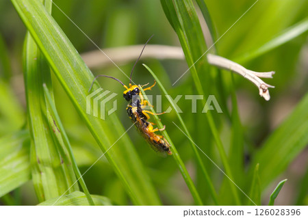 Cute yellow and black sawfly hunting for prey (macro shot in natural environment) 126028396