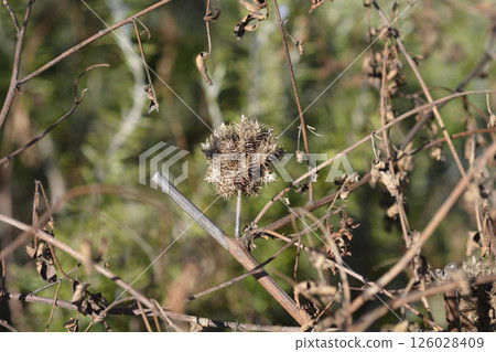 Liquorice Liquorice 126028409