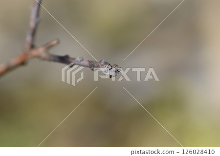 Smoke tree 126028410