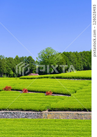 靜岡縣富士市台場的茶園 靜岡縣富士市台場的茶園 126028493