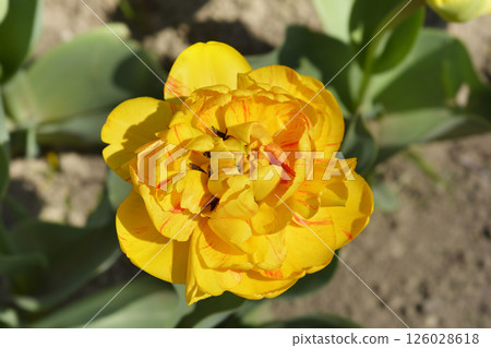 Tulip Yellow Pomponette Tulip Yellow Pomponette 126028618
