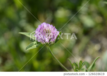 Red clover Red clover 126028619