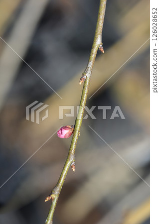 Weeping apricot 126028652