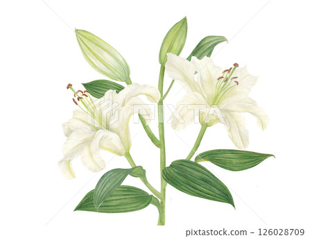 White lily flower cartoon painted in watercolor White lily flower cartoon painted in watercolor 126028709