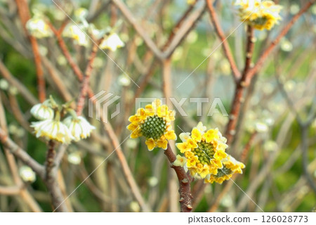 Yellow flowers of Chrysanthemum Edgeworthii, also known as Japanese Paper Bush or Worthingtonia. Yellow flowers of Chrysanthemum Edgeworthii, also known as Japanese Paper Bush or Worthingtonia. 126028773