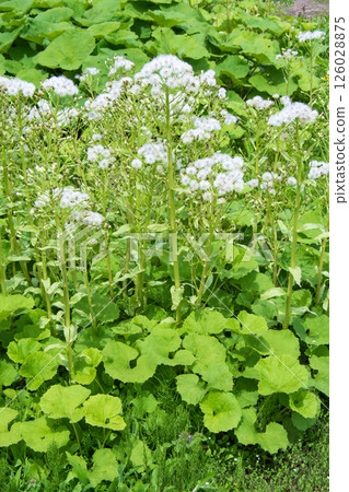 盛開的蓬鬆絨毛 126028875